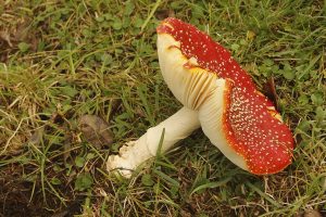 Amanita