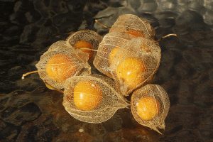 Frutos