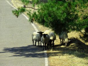 Capeando el calor