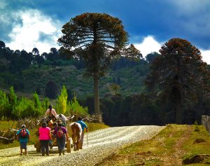Caminando por Araucarias