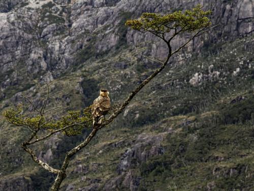 16 vivar morales valeska-fccv-caracara moñudo