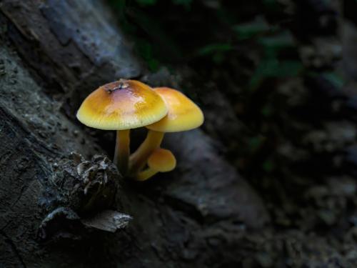 17 vivar morales valeska-fccv-fungi