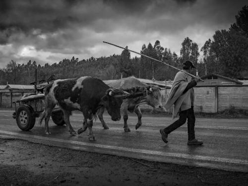 -Mención Honrosa GERALDINE MICHELL - FCCV - CAMINO A LEBU800 x 600