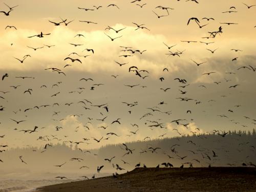 29 stoiber bornscheuer carmen-fcc-aves al vuelo